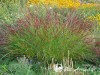 Sora rykštėtoji  ,Rehbraun' (lot.  Panicum virgatum)